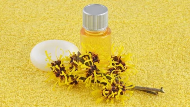 Nước cây phỉ có thể giúp loại bỏ mùi cơ thể. (Ảnh: ITN). Nước cây phỉ có thể giúp loại bỏ mùi cơ thể. (Ảnh: ITN).