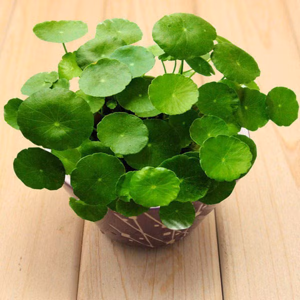 menh tho hop cay gi de su nghiep hanh thong, tai loc day nha? - 8