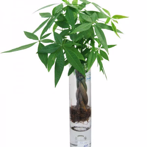 menh tho hop cay gi de su nghiep hanh thong, tai loc day nha? - 9