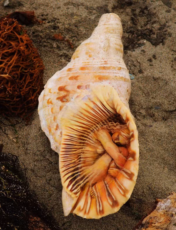 Biến gỗ vụn thành tác phẩm nghệ thuật đầy mê hoặc ảnh 2