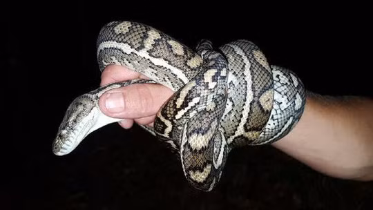 Ăn thịt bò bị hổ mang cắn chết, 60 người nhập viện - Ảnh 2.