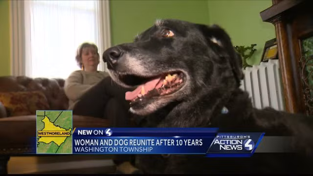 Chú chó 10 năm thất lạc, tưởng đã chết tìm về với chủ ảnh 2