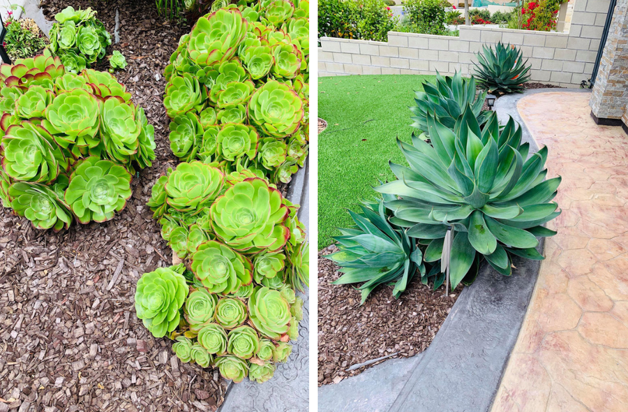 Những cây sen đá trong vườn. Những cây sen đá trong vườn.