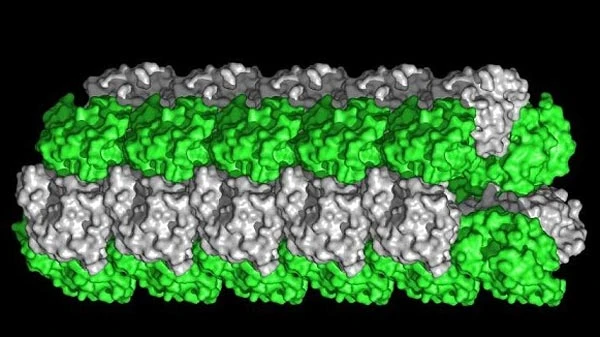 Các nhà nghiên cứu phát hiện, một protein bên trong vùng chóp đầu của tinh trùng hình thành các sợi sắc nhọn, giúp "con giống" bám chặt vào trứng. 