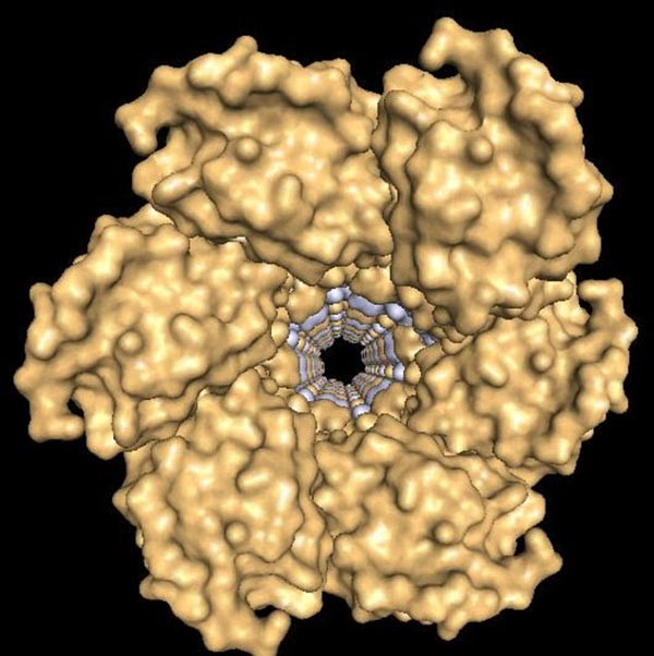 Cận cảnh mặt cắt ngang của các sợi protein SLLP1. Cận cảnh mặt cắt ngang của các sợi protein SLLP1.