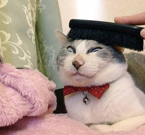 10-anh-hai-hot-nhat-facebook-trong-ngay-1