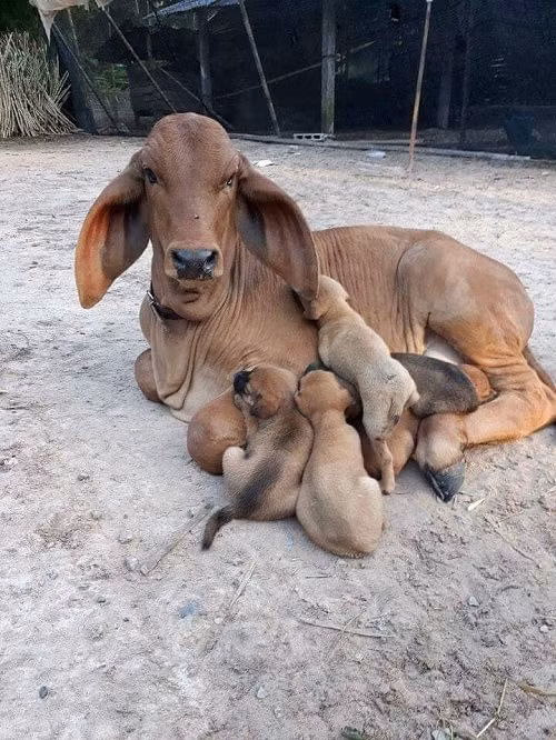 Dường như có gì đó sai sai.