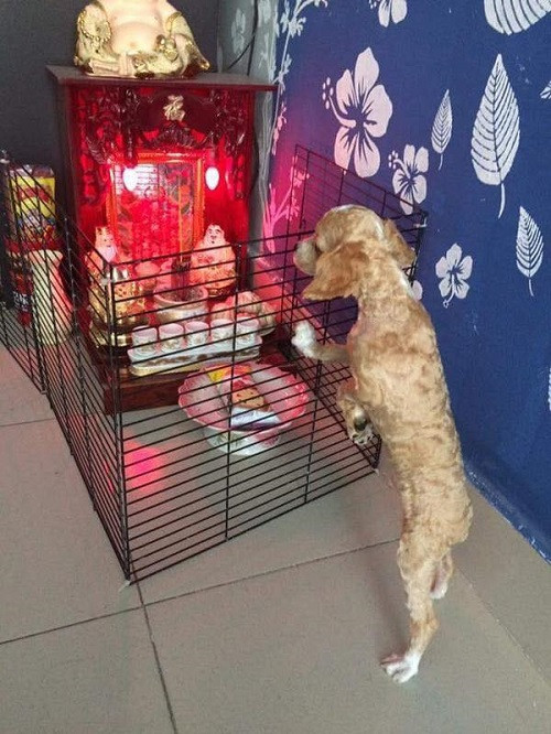 Hàng rào chống cẩu tặc. Hàng rào chống cẩu tặc.