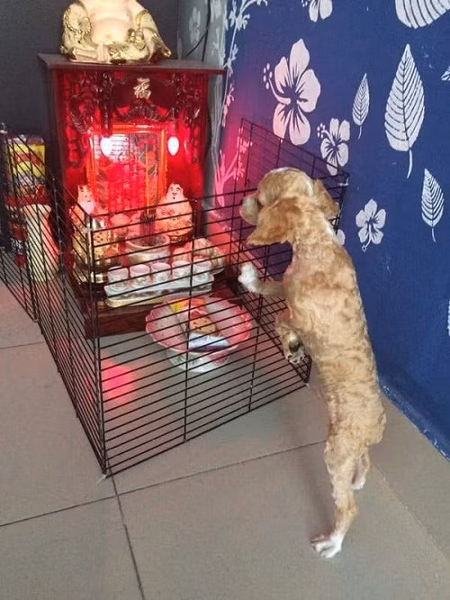 Hàng rào chống cẩu tặc.