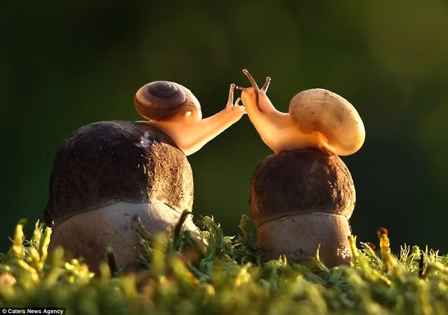 Những hình ảnh hơn vạn lời nói cho thấy động vật cũng có tình yêu đẹp thế này - Ảnh 7.