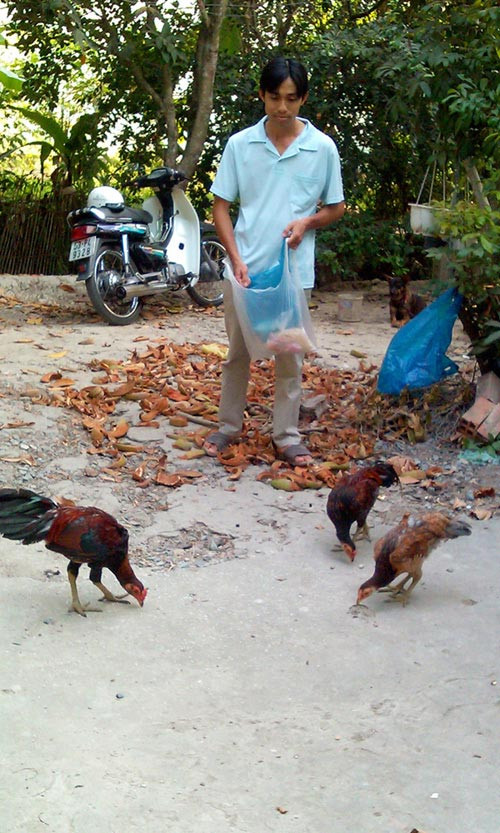 Lạ lùng loài gà có chân chi chít vảy rồng ở Việt Nam hình ảnh 9 la lung loai ga co chan chi chit vay rong o viet nam hinh anh 9