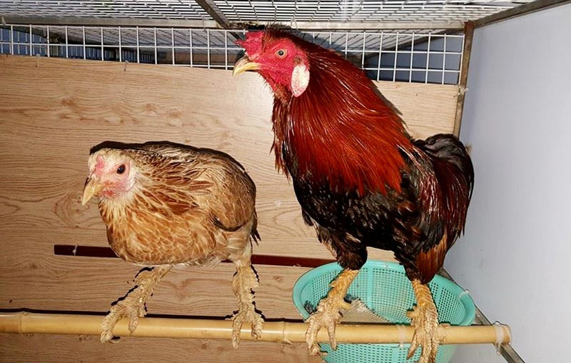 Lạ lùng loài gà có chân chi chít vảy rồng ở Việt Nam hình ảnh 4 la lung loai ga co chan chi chit vay rong o viet nam hinh anh 4