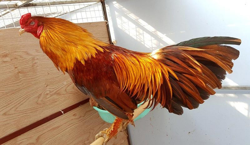 Lạ lùng loài gà có chân chi chít vảy rồng ở Việt Nam hình ảnh 5 la lung loai ga co chan chi chit vay rong o viet nam hinh anh 5