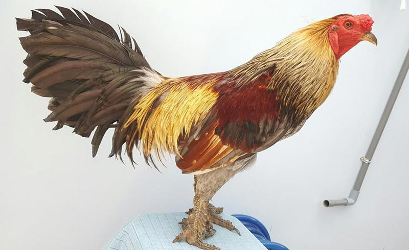 Lạ lùng loài gà có chân chi chít vảy rồng ở Việt Nam hình ảnh 1 la lung loai ga co chan chi chit vay rong o viet nam hinh anh 1