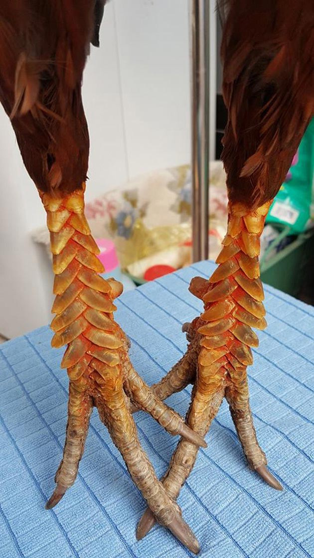 Lạ lùng loài gà có chân chi chít vảy rồng ở Việt Nam hình ảnh 6 la lung loai ga co chan chi chit vay rong o viet nam hinh anh 6
