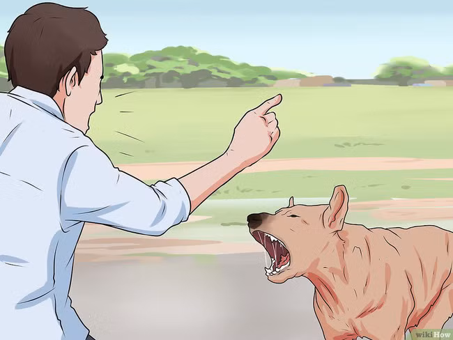 Khi bị chó tấn công, làm ngay những việc này để cứu mạng bản thân - Ảnh 5.