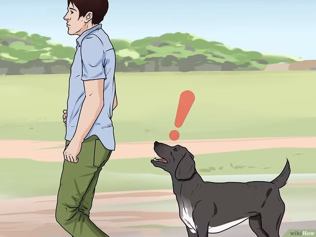 Khi bị chó tấn công, làm ngay những việc này để cứu mạng bản thân - Ảnh 9.