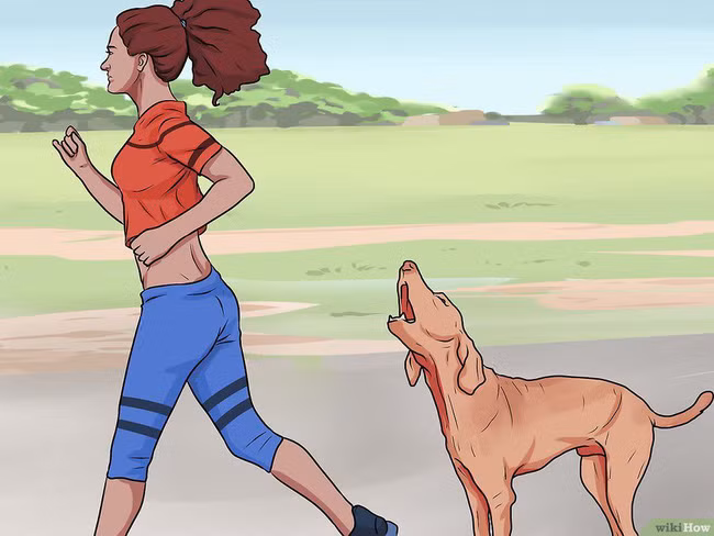 Khi bị chó tấn công, làm ngay những việc này để cứu mạng bản thân - Ảnh 3.