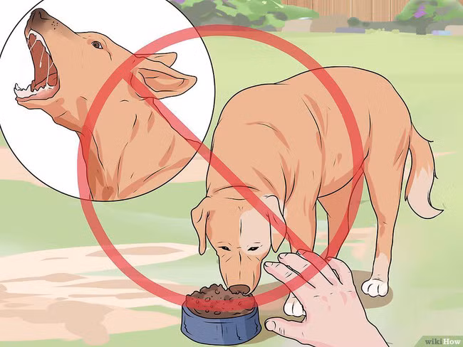 Bị chó tấn công, làm ngay những việc này để cứu mạng bản thân