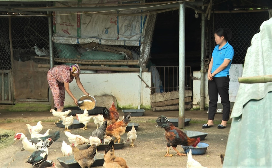 Bà Vũ Thị Hòa, thôn Sam Phương, xã Noong Hẹt chăm sóc đàn gia cầm.