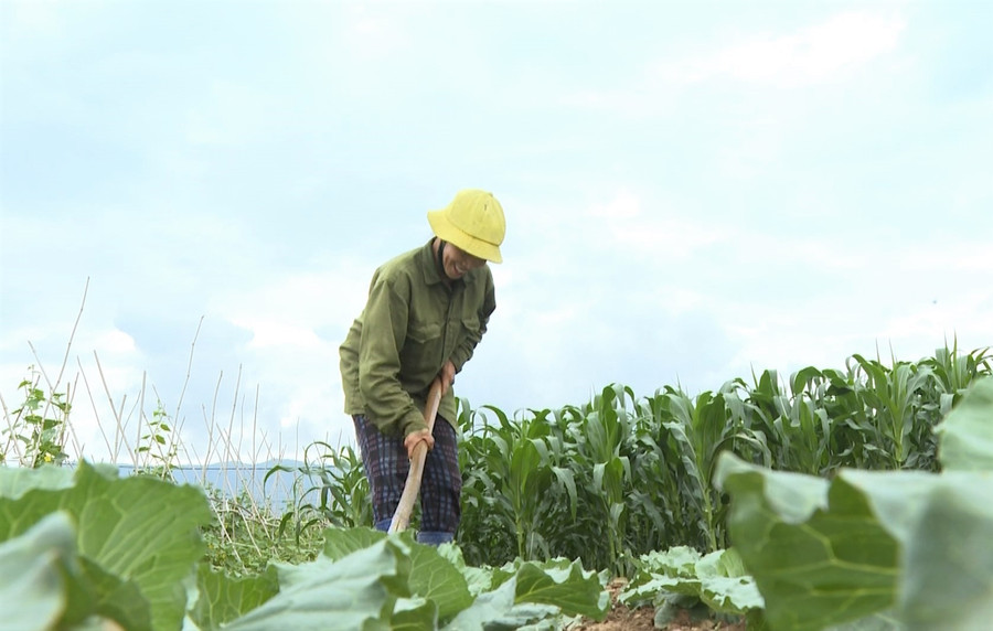 Chị Nguyễn Thị Biên chăm sóc rau màu.