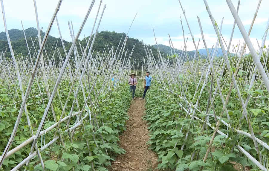 Nhiều mô hình kinh tế đem lại hiệu quả được Hội Phụ nữ xã Noong Hẹt nhân rộng.