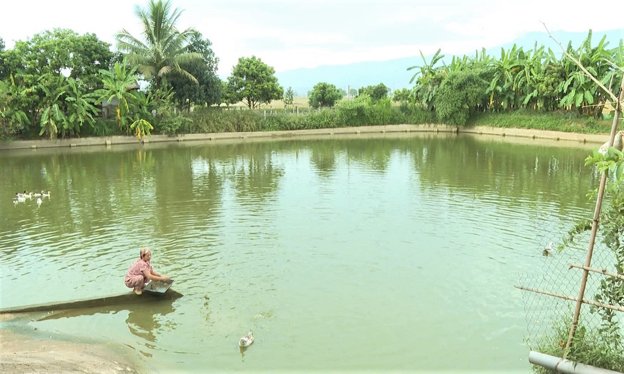 Mỗi năm, ao cá của bà Vũ Thị Hòa xuất ra thị trường trên 1 tấn cá thịt.