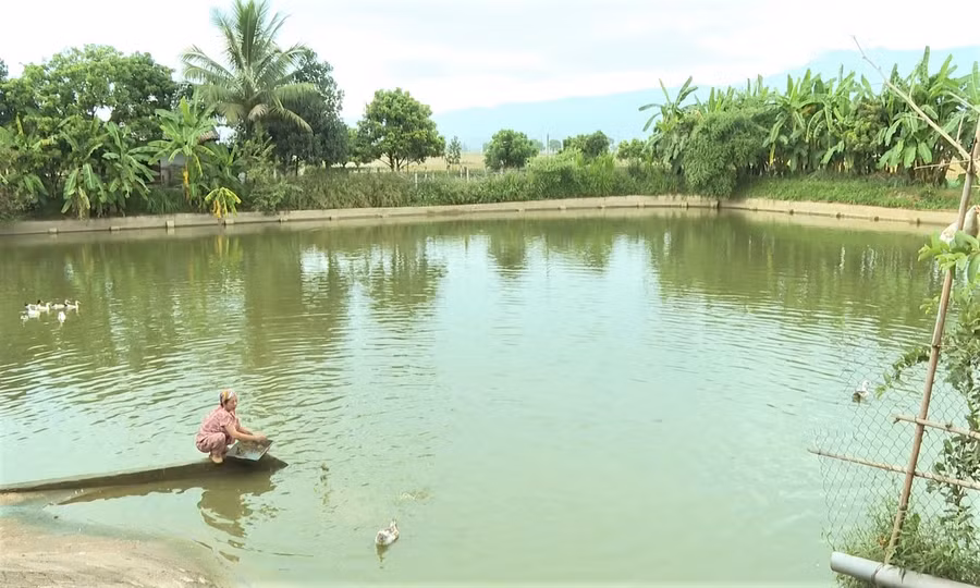 Mỗi năm, ao cá của bà Vũ Thị Hòa xuất ra thị trường trên 1 tấn cá thịt.