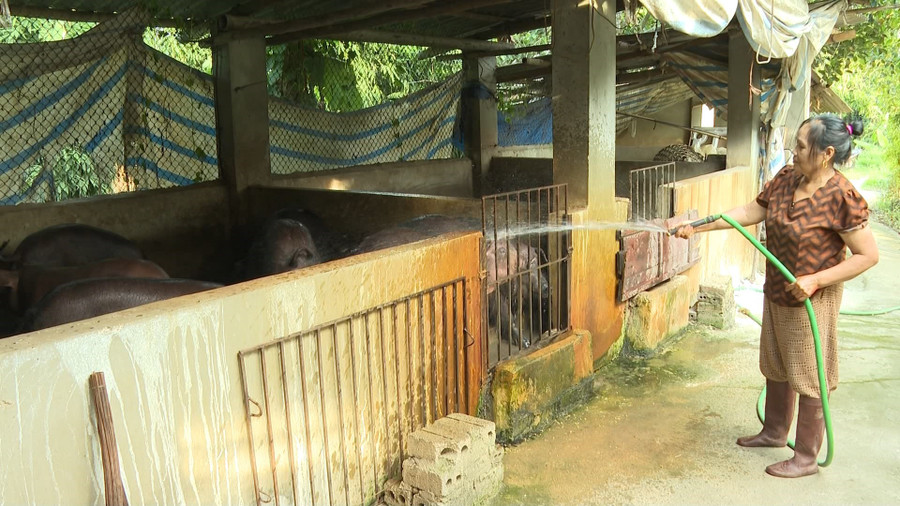 Mô hình chăn nuôi của bà Đỗ Thị Thêm.