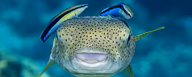 Chú cá nhỏ bé này vừa vượt qua một bài test kinh điển về nhận thức mà cả mèo lẫn chó đều không làm được - Hình 3