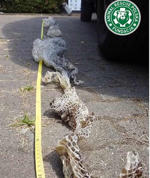 Truy tìm trăn khổng lồ dài 6 mét sổng chuồng ở Ba Lan - Hình 2