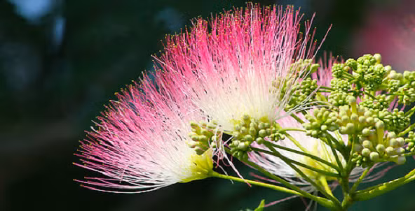 Sử dụng thảo dược hợp hoan bì giúp hỗ trợ điều trị mất ngủ kéo dài.