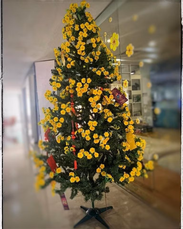 Cây này chơi từ Giáng sinh tới hết Tết âm lịch, vừa chanh xả lại độc lạ.