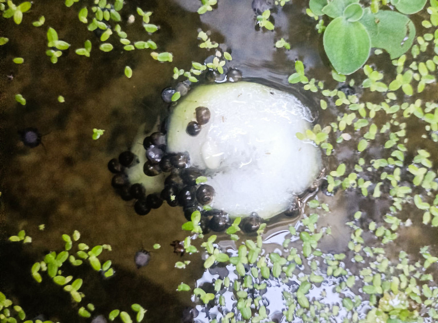 Ốc bươu đen dễ nuôi, sinh sản khoẻ. (Ảnh: Dương Thục) Ốc bươu đen dễ nuôi, sinh sản khoẻ. (Ảnh: Dương Thục)