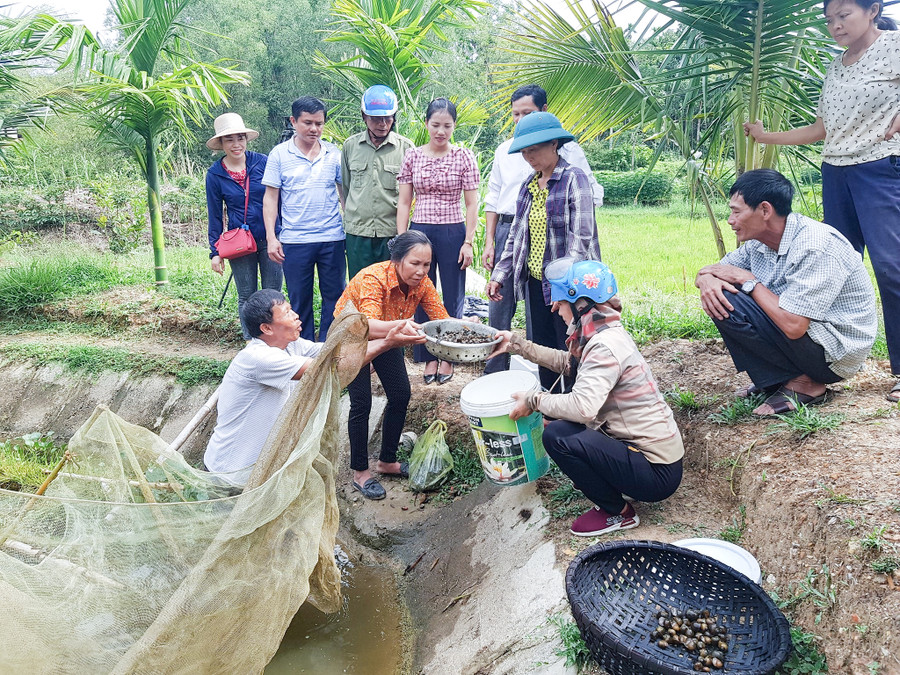 Người dân huyện Thanh Chương thu hoạch ốc bươu. (Ảnh: Dương Thục) Người dân huyện Thanh Chương thu hoạch ốc bươu. (Ảnh: Dương Thục)