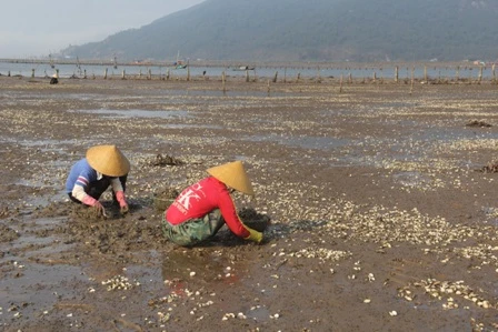 Ngao chết hàng loạt, dân nuôi trắng tay