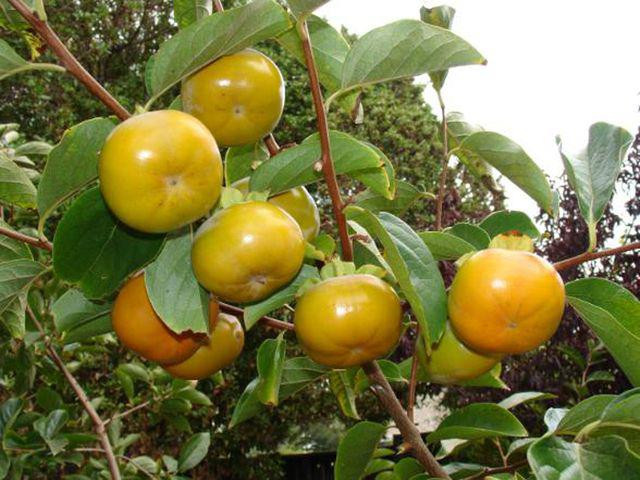 7 loại thực phẩm nên nấu chín kỹ trước khi ăn nếu không sẽ cực độc hại ảnh 3 7 loai thuc pham neu khong nau chin ky khong chi ruoc ung thu con nguy hiem tinh mang - 5