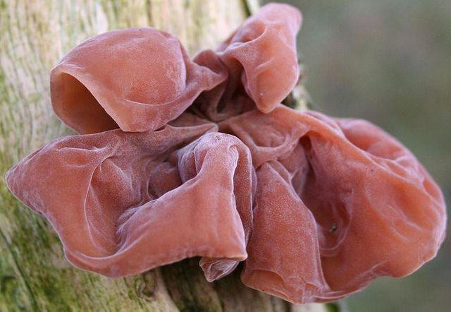 7 loại thực phẩm nên nấu chín kỹ trước khi ăn nếu không sẽ cực độc hại ảnh 1 7 loai thuc pham neu khong nau chin ky khong chi ruoc ung thu con nguy hiem tinh mang - 3