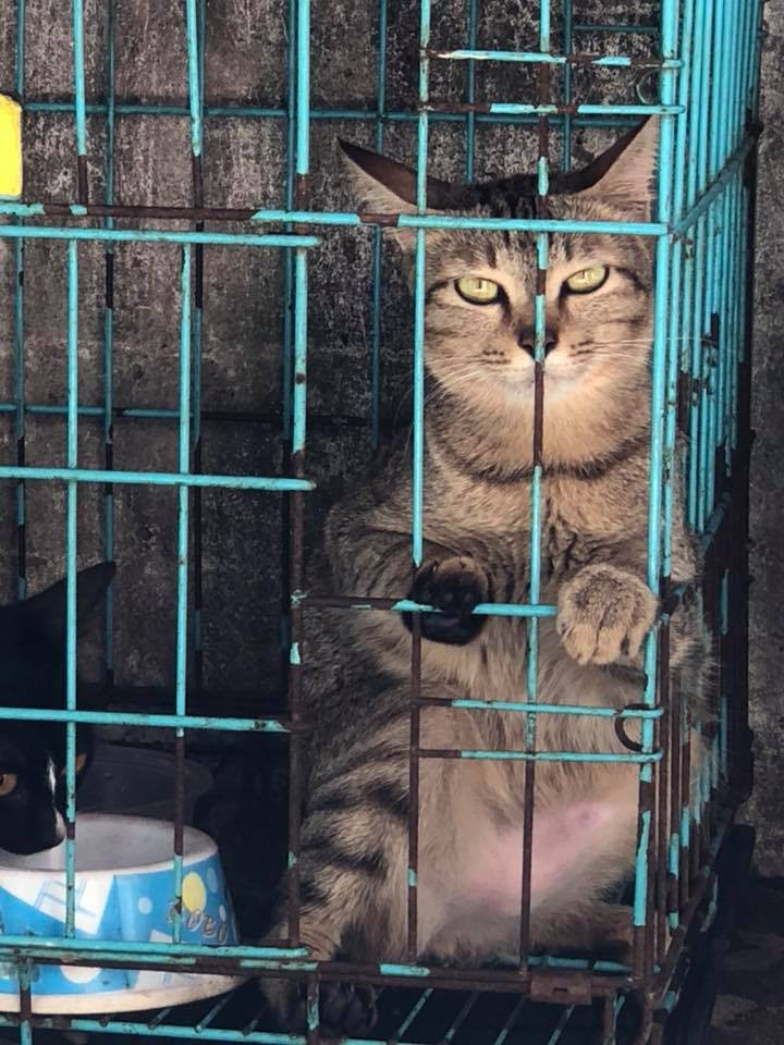 Chùm ảnh: Những con boss dị không thích ngồi theo kiểu truyền thống của loài mèo - Ảnh 8. Chùm ảnh: Những con boss dị không thích ngồi theo kiểu truyền thống của loài mèo - Ảnh 8.