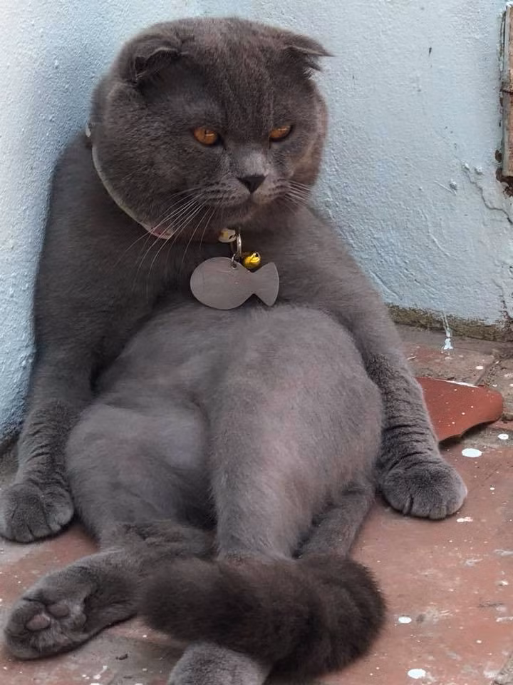 Chùm ảnh: Những con boss dị không thích ngồi theo kiểu truyền thống của loài mèo - Ảnh 6.