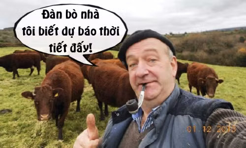 Bò dự báo thời tiết 