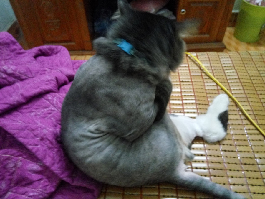 Chùm ảnh: Những con boss dị không thích ngồi theo kiểu truyền thống của loài mèo - Ảnh 5. Chùm ảnh: Những con boss dị không thích ngồi theo kiểu truyền thống của loài mèo - Ảnh 5.