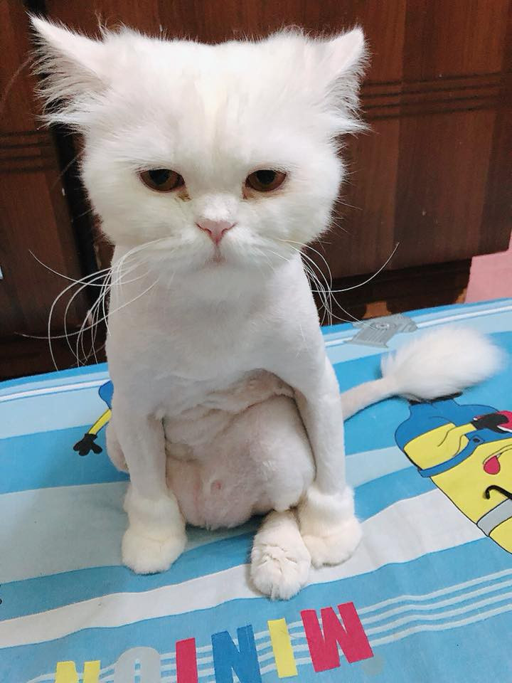 Chùm ảnh: Những con boss dị không thích ngồi theo kiểu truyền thống của loài mèo - Ảnh 2. Chùm ảnh: Những con boss dị không thích ngồi theo kiểu truyền thống của loài mèo - Ảnh 2.