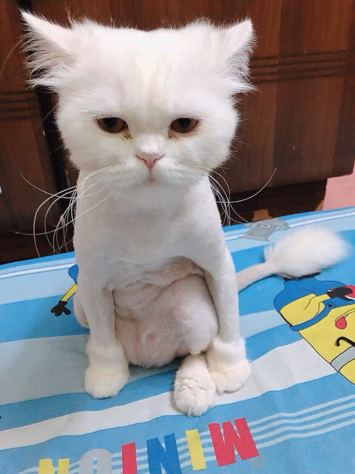 Chùm ảnh: Những con boss dị không thích ngồi theo kiểu truyền thống của loài mèo - Ảnh 2.