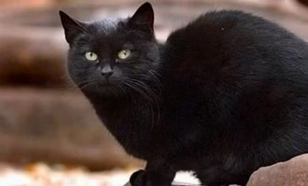 Thế Giới, la lung, câu chuyện, 2011, 