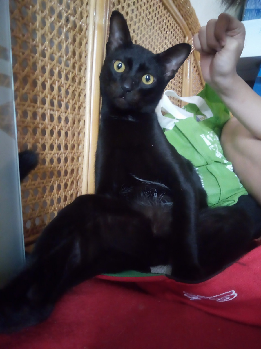 Chùm ảnh: Những con boss dị không thích ngồi theo kiểu truyền thống của loài mèo - Ảnh 1. Chùm ảnh: Những con boss dị không thích ngồi theo kiểu truyền thống của loài mèo - Ảnh 1.