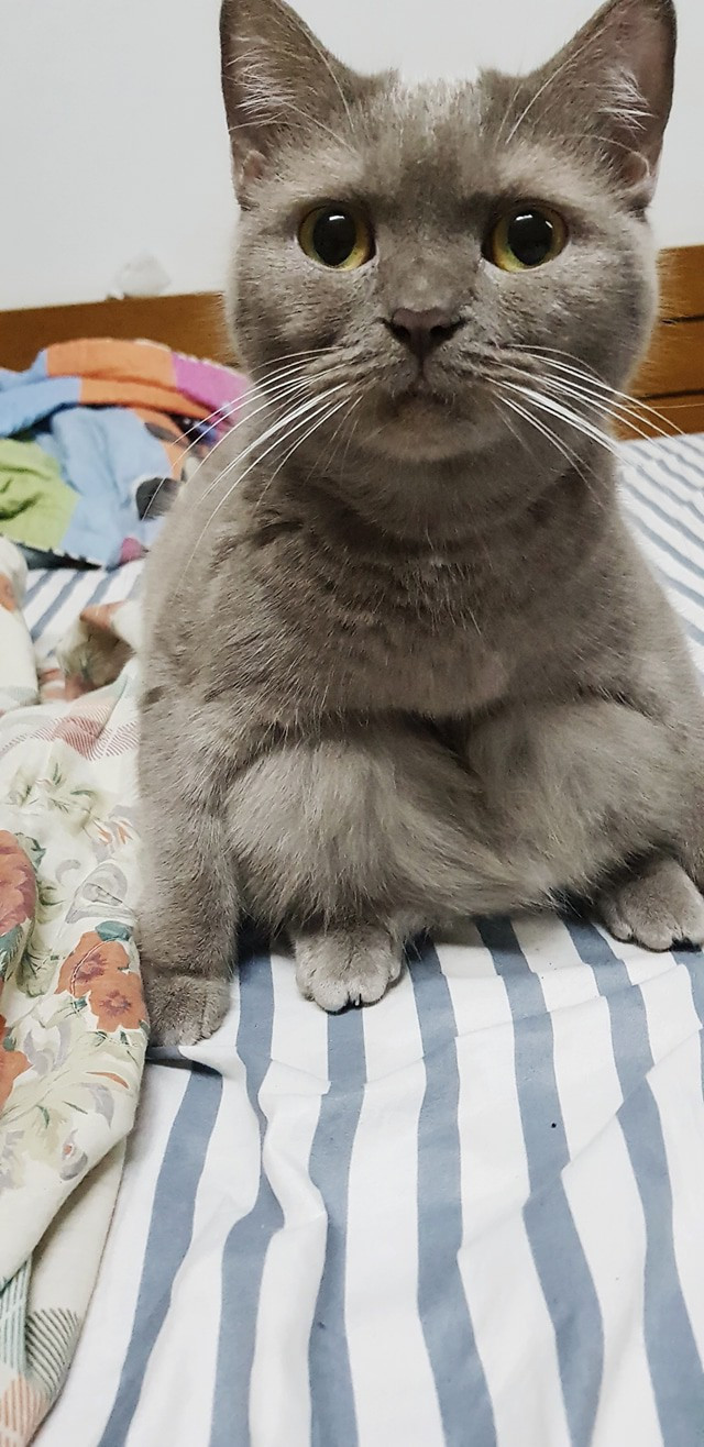 Chùm ảnh: Những con boss dị không thích ngồi theo kiểu truyền thống của loài mèo - Ảnh 4. Chùm ảnh: Những con boss dị không thích ngồi theo kiểu truyền thống của loài mèo - Ảnh 4.