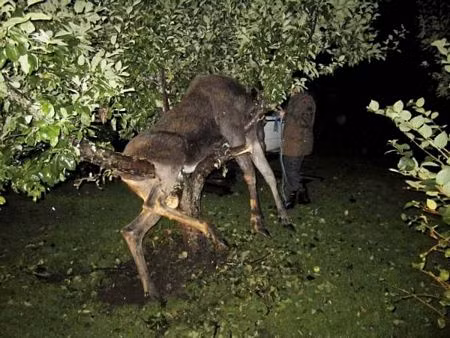 Thế Giới, la lung, câu chuyện, 2011, 