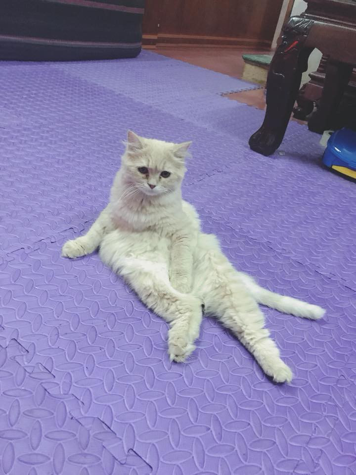 Chùm ảnh: Những con boss dị không thích ngồi theo kiểu truyền thống của loài mèo - Ảnh 3. Chùm ảnh: Những con boss dị không thích ngồi theo kiểu truyền thống của loài mèo - Ảnh 3.