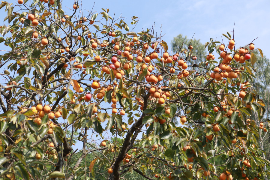 Cây hồng sai trĩu quả ở xã Nam Anh, huyện Nam Đàn. (Ảnh: Phạm Tâm) Cây hồng sai trĩu quả ở xã Nam Anh, huyện Nam Đàn. (Ảnh: Phạm Tâm)